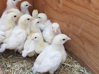 Flock of Bresse chicks