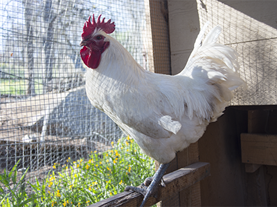 Bresse rooster in the sunshine