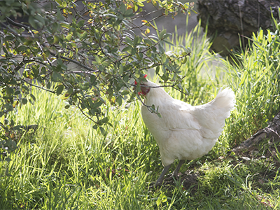 Bresse hen in the sunshine