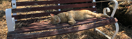 Cat lounging on bench