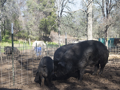 Group of happy Mulefoots