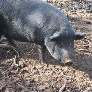 Heritage breed Mulefoot pig