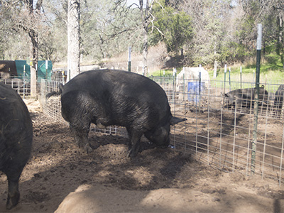 Mulefoot in the yard