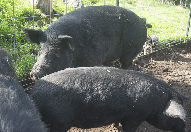 Mulefoots in the yard